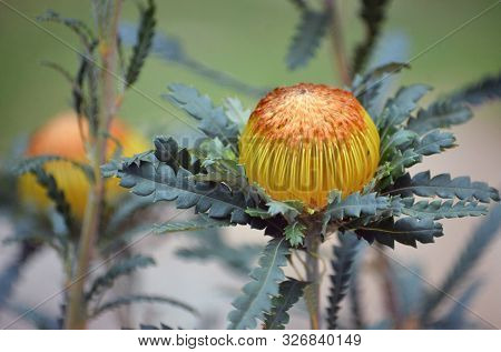 Australian Native Golden Flower Head Of The Showy Dryandra, Banksia Formosa, Family Proteaceae. Ende