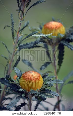 Australian Native Golden Flower Head Of The Showy Dryandra, Banksia Formosa, Family Proteaceae. Ende