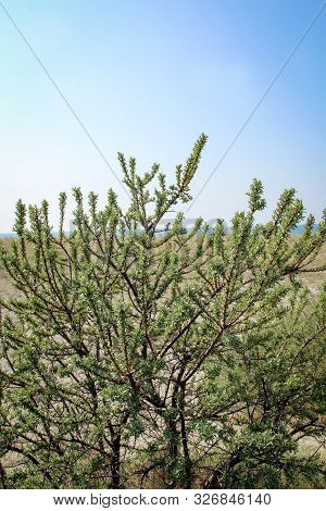 A Plant, A Bush Grows On A Dune For Coastal Protection