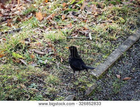 Portrait Detail Of A Blackbird, Blackbirds Are Songbirds