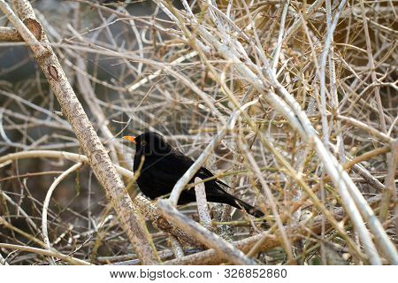 Portrait Detail Of A Blackbird, Blackbirds Are Songbirds