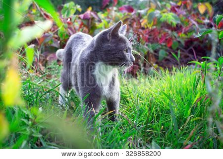 Kitten With A White Breast On A Green Grass Background. Little Cute Kitten.outbred Domestic Cat. Mes