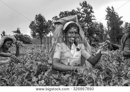 Nuwarelia, Sri Lanka - August 14: Harvest In The Tea Fields, Tea Picker In The Highlands Is Picking 