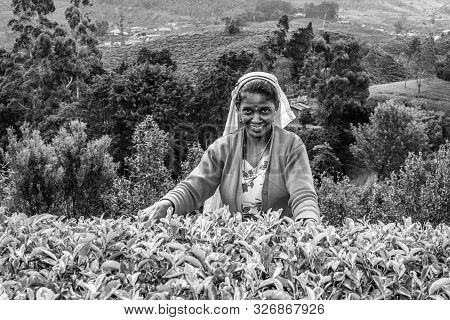 Nuwara Eliya, Sri Lanka - August 14: Harvest In The Tea Fields, Tea Picker In The Highlands Is Picki