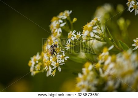 Honey Bees On Parasol Whitetop Wildflowers In The Chequamegon National Forest.
