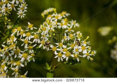 Honey Bees On Parasol Whitetop Wildflowers In The Chequamegon National Forest.