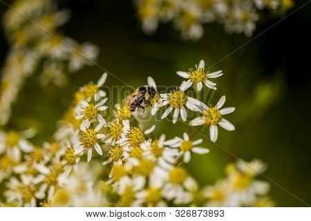 Honey Bees On Parasol Whitetop Wildflowers In The Chequamegon National Forest.