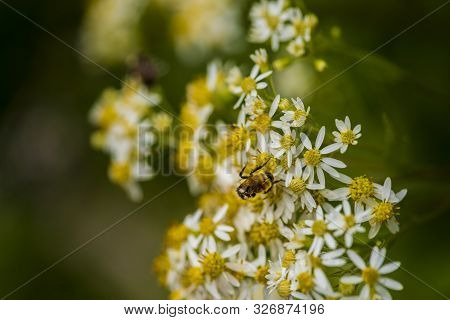 Honey Bees On Parasol Whitetop Wildflowers In The Chequamegon National Forest.