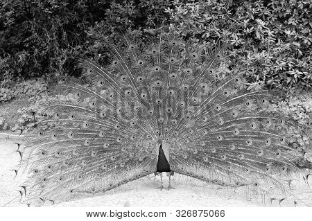 Male Peacock With Colorful Blue Green Feathers Elevated In Courtship Is Staring Straight Ahead. Natu