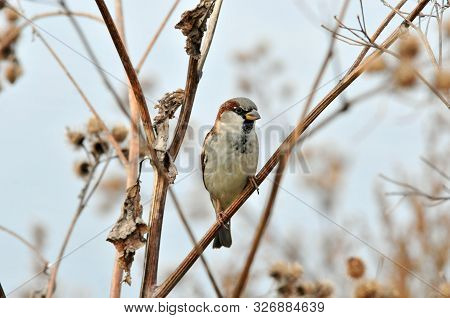 Sparrow Sitting On A Dry Branch Of A Large Burdock, Male. The House Sparrow (passer Domesticus) Is A