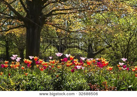 Tulipes colorées et vieille feuille rouge Beechtree