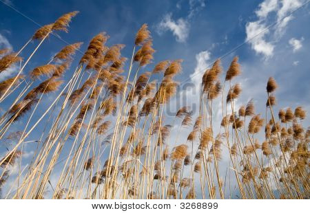 Reed