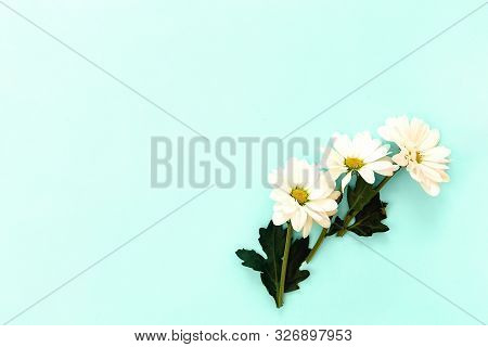 White Chrysanthemum With Copy Space On A Mint Background