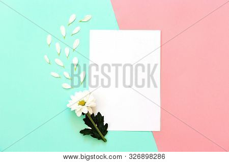 White Chrysanthemum With Copy Space On A Mint And Pink Background