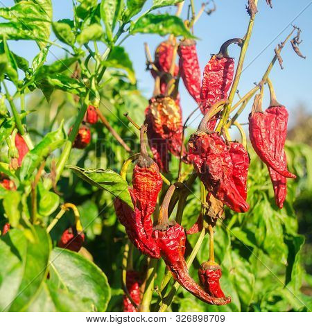 Dry Wilted Hot Red Bell Pepper Grows In The Field. Vegetable Disease. Global Warming And Poor Harves