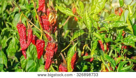 Dry Wilted Hot Red Bell Pepper Grows In The Field. Vegetable Disease. Global Warming And Poor Harves