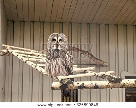 Please Allow It To Fly. Great Grey Owl With Cryptic Plumage. Cute Owl Bird With Large Eyes And Hawk 