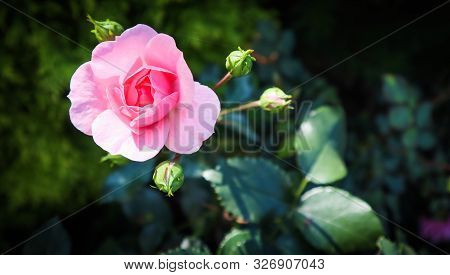Beautiful Pink Rose Bonica With Buds In The Garden