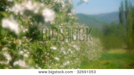 fiore di Apple