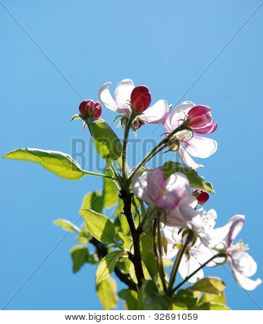 fiore di Apple