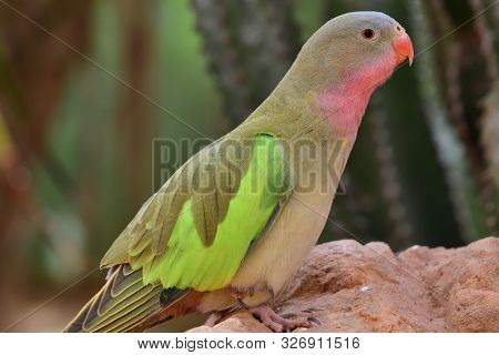 Princess Parakeet (polytelis Alexandrae)
