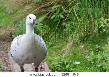 Front View Of An Upland Goose (chloephaga Picta)