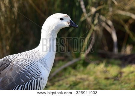 Side View Of An Upland Goose (chloephaga Picta)