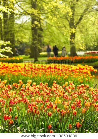 Parc au printemps avec tulipes colorées de jaune-rouge