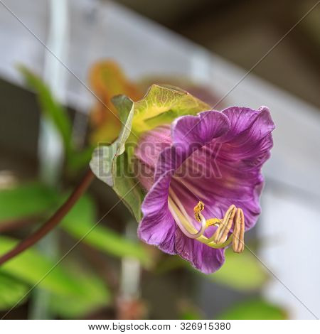 Cobaea Scandens Or Mexican Ivy, Monastery Bells, Cathedral Bells, Cup-and-saucer Wine.