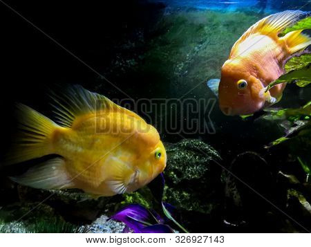 Red Parrot Cichlid Fishes In Aquarium. Orange Parrot Fish On Background Blue Water And Green Seaweed