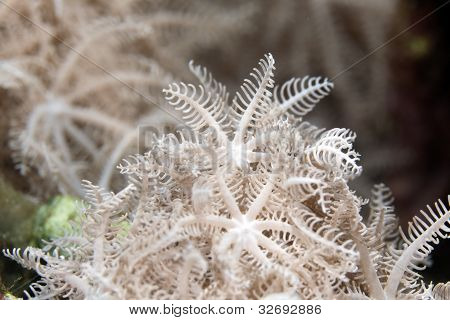 gefiederten Xenid (Authelia Glauca) im Roten Meer.