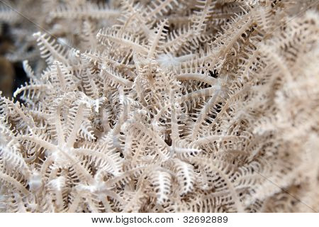 Gefiederten Xenid (Authelia Glauca) im Roten Meer.