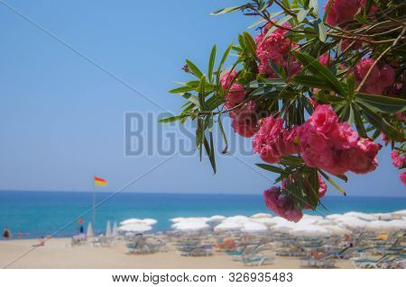 Veiw Of The Mediterranean Sea And Kleopatra Beach Framed With The Flowers Of Pink Oleander. Alanya, 