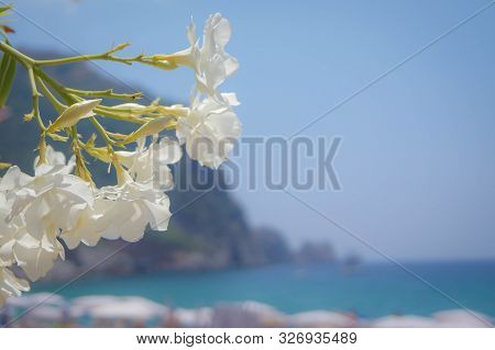 Veiw Of The Mediterranean Sea And Kleopatra Beach Framed With The Flowers Of White Oleander. Alanya,