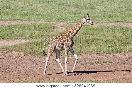 The Young Giraffe Is Looking For A Trre To Nobble On.