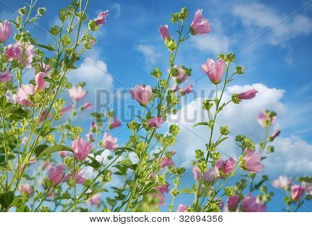 Malva (mallows)