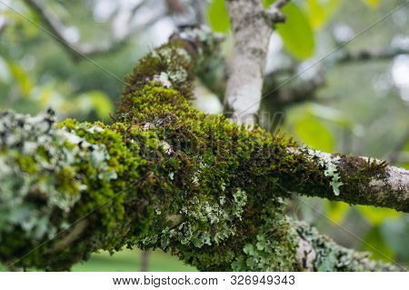Close Up Of Tree Branch Bark Covered With Green Moss Plants And Lichen. Nature Background