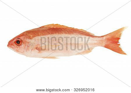 Red Snapper Raw Fish Isolated On White Background. Cut Out.