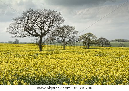 Bomen in een veld van de verkrachting oliehoudende zaden.