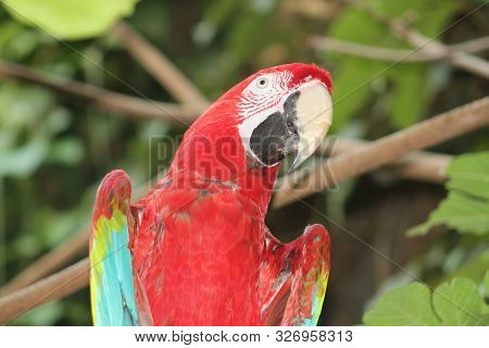 Red And Rainbow Feathered Macaw Against Jungle Type Background