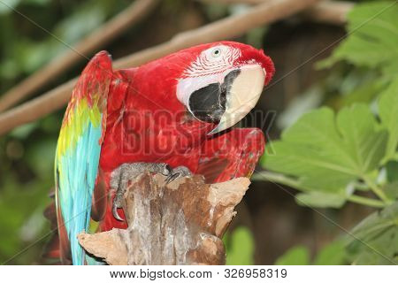 Red And Rainbow Feathered Macaw On Wood
