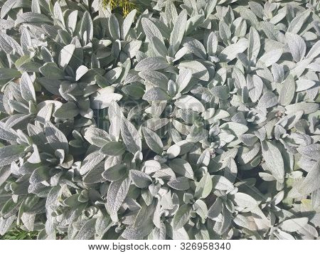 Frosted Silver Garden Foliage In The Summer