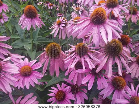 Pink Daisy Garden Flowers growing in the Spring with Bees