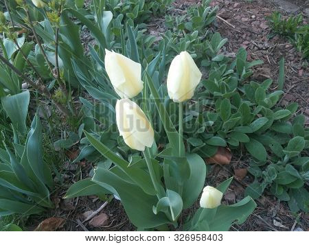 Three White And Yellow Tulip Flowers In Green Garden