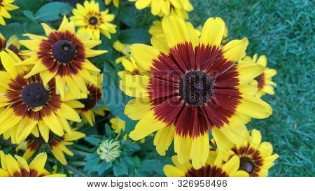 Golden Tickseed Coreopsis Tinctoria Flowers On Green