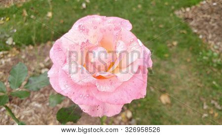Pink And Wet Floribunda Rose Growing In The Summer