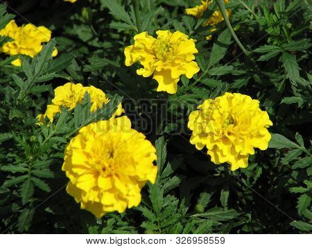 Yellow Green Summer Garden Flowers	On Green Leaves
