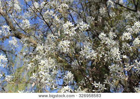 White Summer Garden Lilac Tree Flowers Blooming