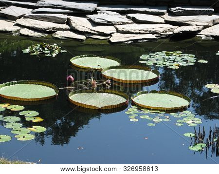 Summer Garden Water Lily Pads On Pond