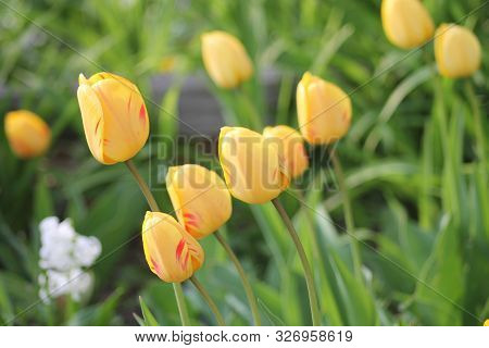 Yellow Summer Garden Tulip Flowers On Green